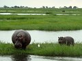 hippo 10 Chobe